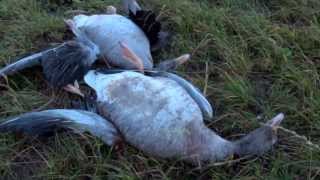 Midwinter goose shooting in the Orkneys [upl. by Hnim]