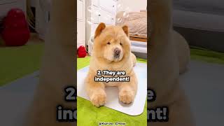 Top 5 Reasons Why You Should Get A Chow Chow [upl. by Nyleda]