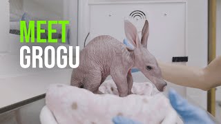 Memphis Zoo Welcomes New Aardvark Grogu [upl. by Eisseb873]