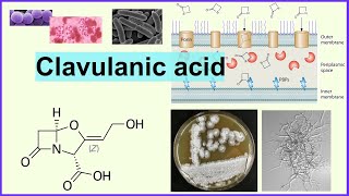 clavulanic acid [upl. by Varney]