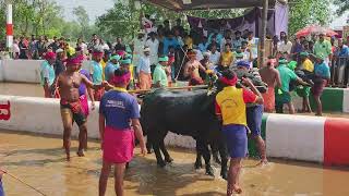 Kambala Start  Naringana Mangalore 2024 [upl. by Eidahs]