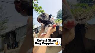 Cutest Street Dog Puppies 🥰  296 [upl. by Aley]