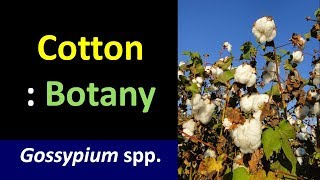 Economic Botany of Cotton Gossypium spp [upl. by Sitoiganap694]