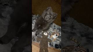 Watch Monte play with some of his favorite toys ☺️ pomeranian puppy dog cute shorts reels fy [upl. by Harilda]