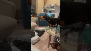 Doberman Throws Tantrum After Knocking Her Bed Off Her Chair  1510921 [upl. by Ahsinal604]