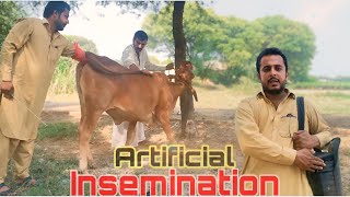 Farm Animals  Animal husbandry video [upl. by Alexandria]