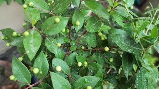 Mysterious Fragrant Biblical Myrtle Tree How To GrowCare Myrtus Communis Plantgardeningmyrtle [upl. by Nickolai355]