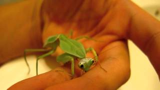 Rhombodera Stalli  Shield Mantis drinking water off my hand [upl. by Albright15]