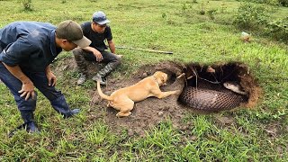 O que este Cão Encontrou Chocou o Mundo Inteiro [upl. by Ain]