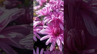 Amazing chrysanthemums [upl. by Haman]