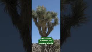 Joshua Trees are dying shorts joshuatree joshuatreenationalpark mojavedesert californiadesert [upl. by Malo]