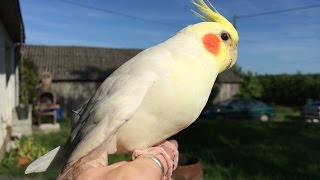 Cockatiel imitates wild bird song [upl. by Aissela]