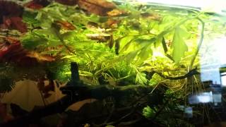 Trigonostigma somphongsi spawning [upl. by Aruabea]