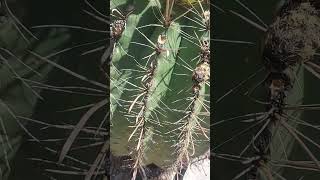 Fishhook Barrel Cactus with Bright Yellow Fruits nature hiking shorts arizona usa travel [upl. by Cirded313]