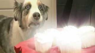 Dramatic Cupcake Dog  Revelation [upl. by Emmott]