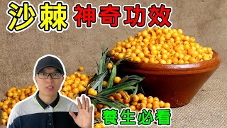 【養生】沙棘的10個神奇功效！它有哪些禁忌？尤其是最後一個功效，堪稱沙棘界的神秘王牌！健康 養生 [upl. by Rockwood]