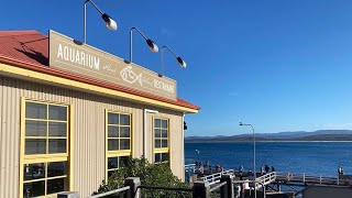 Where to eat and explore in Merimbula NSW  Wharf Restaurant and Aquarium [upl. by Ddahc]