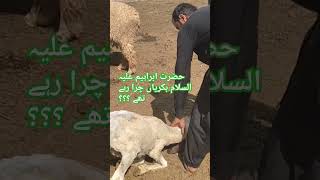 حضرت ابراہیم علیہ السلام animals hazratibrahim hazratibrahimas sheep cow goat hazratjibayan [upl. by Irehc]