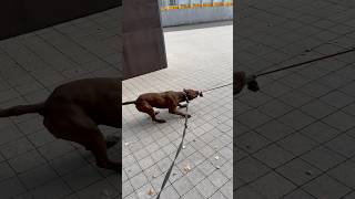 American Pitbull VS American Staffordshire apbt питбультор pitbull staffordshireterrier [upl. by Ettolrahs]