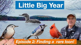 Little Big Year Episode 2  Finding a rare loon a very friendly nuthatch and much more [upl. by Nuy]