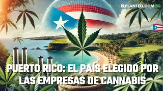 PUERTO RICO el FUTURO del CANNABIS [upl. by Achilles]