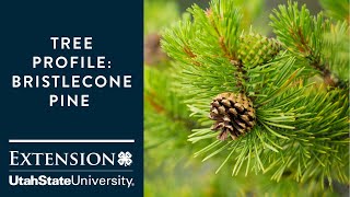 Bristlecone Pine Tree [upl. by Aisan]