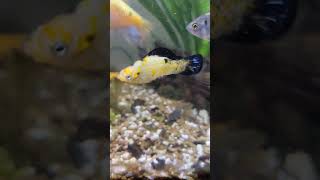 fish aquarium goldfish guppy fishing orandafish goldfishtank petfish pet [upl. by Anihpesoj]