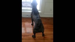 Cane Corso Barking [upl. by Elsinore]