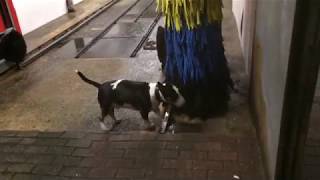 Miniature Bull Terrier Bully in der Waschanlage Tankstelle [upl. by Andris]