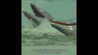 Irrawaddy Dolphin Hero of the Freshwater Ecosystem [upl. by Ainafetse]