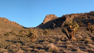 Joshua Trees in Transition [upl. by Nnaear]