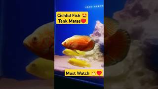 Cichlid fish tank mates 🐠😁 aquarium fishtank petsvlog petfish cichlid guppy shorts [upl. by The]