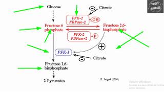 La phosphofructokinase [upl. by Schwing342]