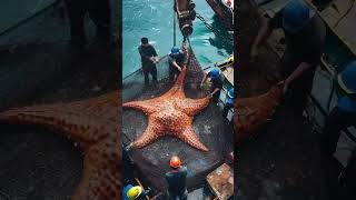 Fishermen caught a giant starfish oceanmysteries fishing fishingdiscoveriesGiantSeaCreatures [upl. by Nigen]