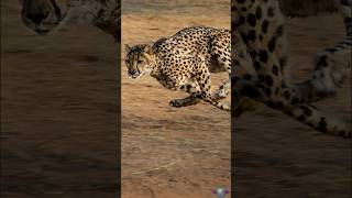 Cheetahs The Worlds Fastest Land Animals [upl. by Muns742]