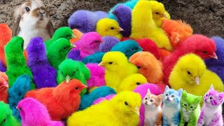 Menangkap ayam lucu ayam warna warni ayam rainbow bebek angsa ikan cupang ikan hias [upl. by Eolande943]