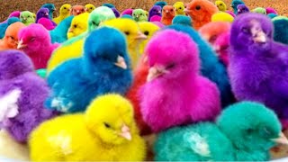 Ayam Lucu ayam warna warni ayam rainbow kelinci lucu bebek lucu ikan koi Hewan Lucu 1 [upl. by Aliuqehs]