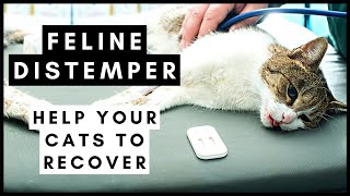 Feline Distemper Help your cats recover from this Virus [upl. by Yanal13]