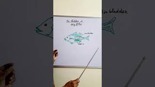 Air Bladder in bony fishes class oesteichthes ytshorts shortfeed [upl. by Darcia629]