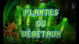 BOTANIQUE 1  PLANTES OU VÉGÉTAUX   une classification phylogénétique en biologie végétale [upl. by Barb112]