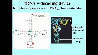 205 tRNA Structure and Base Modifications [upl. by Rikahs660]