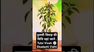 तुलसी विवाह की विधि यहां जानें  Tulsi Vivah Ekadashi Vidhi tulsimatabhajan tulsibhajan shorts [upl. by Pillow]