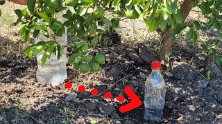 Como hacer riego por goteo con botellas para nuestras plantas de Limón  Riego en cítricos [upl. by Ycnan109]