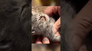 Performing CPR on a stiff kitten shorts animals cat [upl. by Ardnuaed]