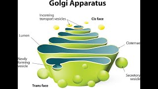 Structure of Golgi Apparatus  Function  Cisternae [upl. by Grishilde]