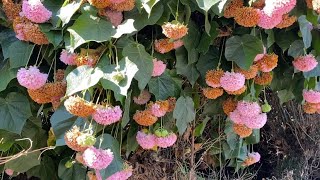 Pink ball treeDombeya wallichiiTropical hydrangea [upl. by Nady978]