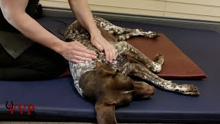 Canine Massage Technique Effleurage with more relaxed sleepy dogs [upl. by Liatris]