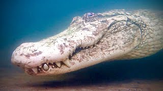 Swimming with the Rarest Alligators in the World [upl. by Trocki]