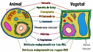 Célula Animal y Vegetal [upl. by Rhynd]