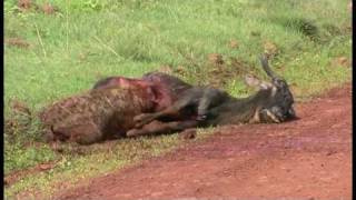 A Hyena eating a Wildebeest alive  Part 2 In Ngorogoro 鬣狗生啃活角馬  2 高清 [upl. by Assir240]